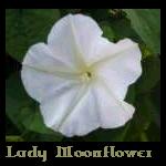 Lady Moonflower's Avatar