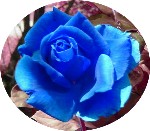 blue77roses's Avatar