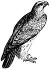 Falcon's Avatar
