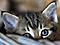 ShyKitty {ManofFaith}'s Avatar