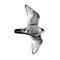 gyrfalcon's Avatar
